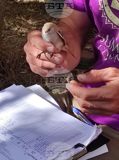 DRAGOMAN MARSH - BIRDS - RINGING