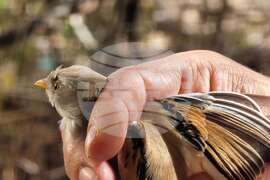DRAGOMAN MARSH - BIRDS - RINGING