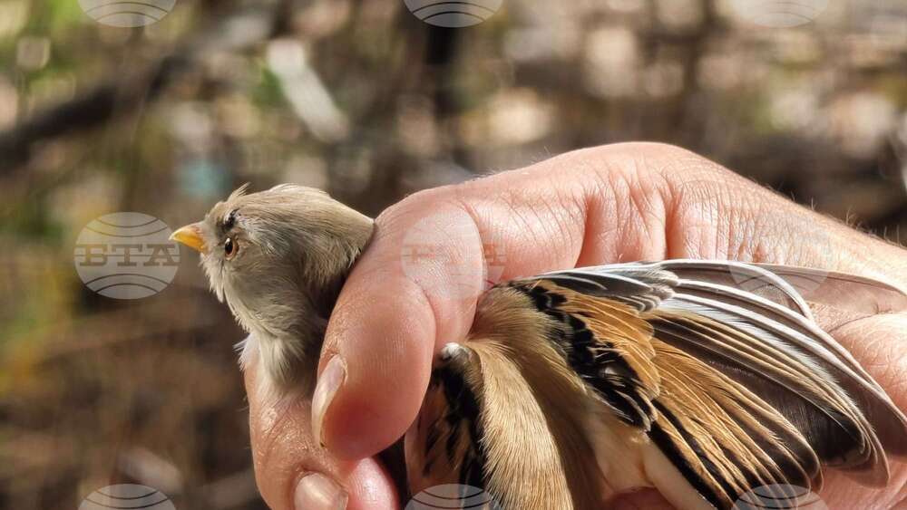 DRAGOMAN MARSH - BIRDS - RINGING