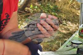 DRAGOMAN MARSH - BIRDS - RINGING