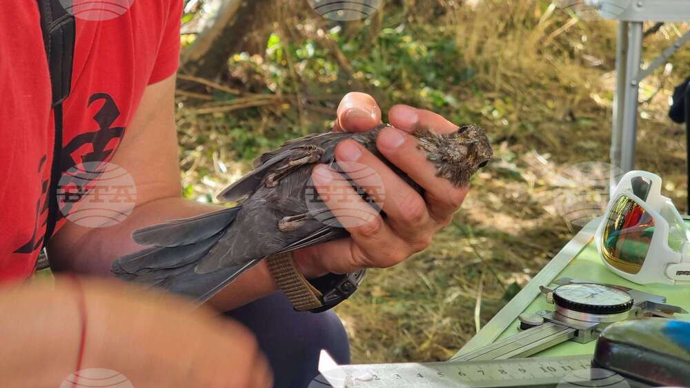 DRAGOMAN MARSH - BIRDS - RINGING