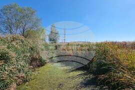 DRAGOMAN MARSH - BIRDS - RINGING