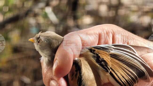 A Perfect Day for Bird-Ringing
