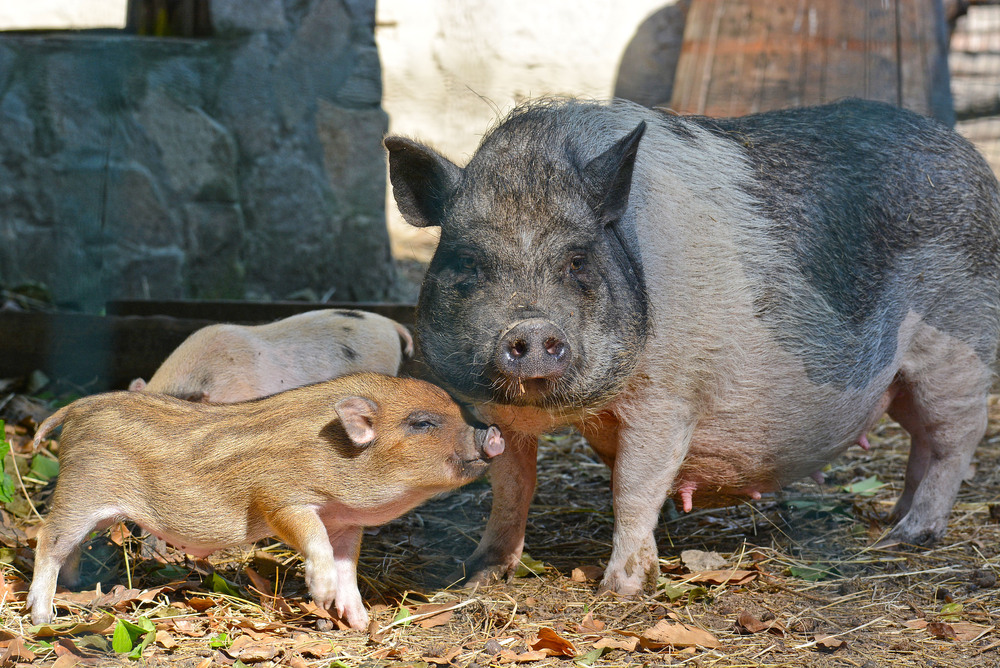 Община Варна: Варненският зоопарк обявява „Месец на дарителите“