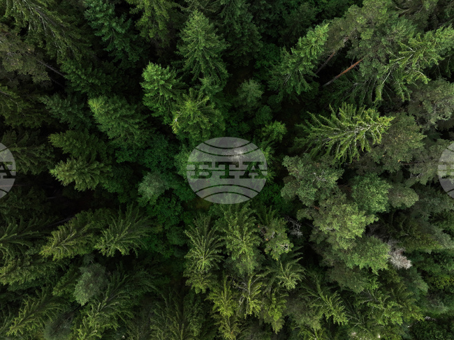 Forests in Bulgaria Are Permanently Ageing due to Lack of Care