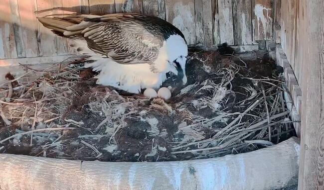 За първото освобождаване на малки брадати лешояди в природата у нас се подготвят природозащитници