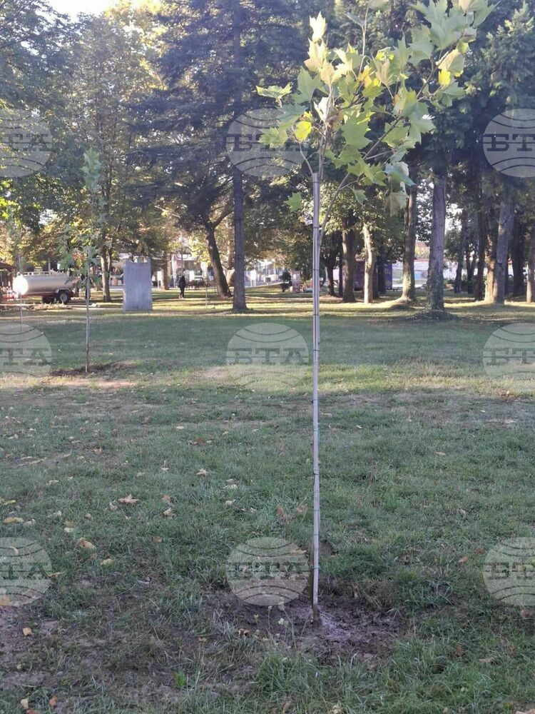 Засадиха нови дръвчета в централния парк в Павел баня
