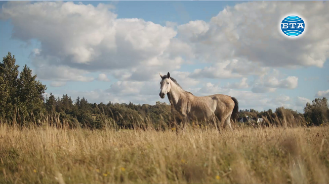 Коне с мисия помагат на деца и младежи със специални потребности в конна база „Ахил“