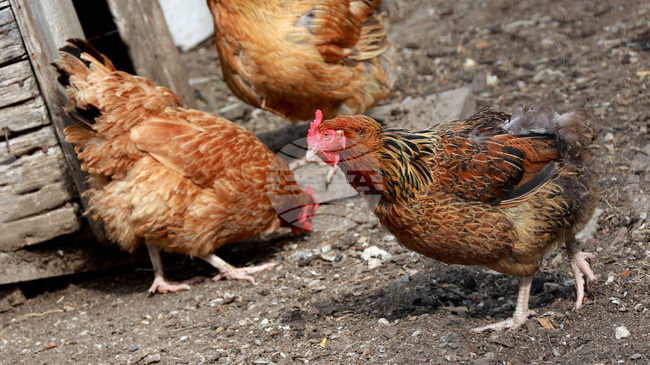Земеделското министерство на Испания нареди всички домашни птици да бъдат затворени поради риск от птичи грип