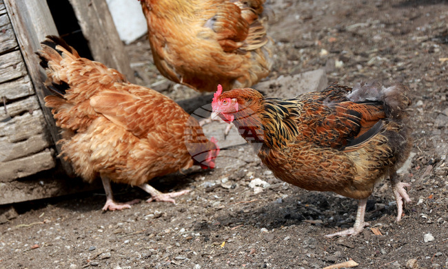 Food Safety Agency Reports Bird Flu in Asenovgrad