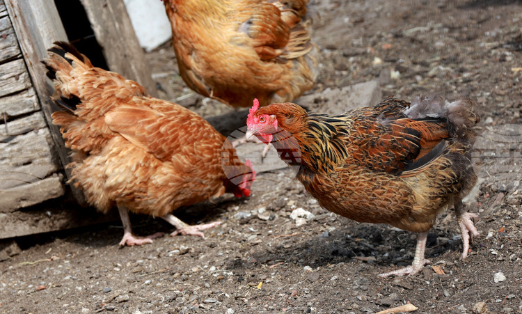 Two Outbreaks of Avian Influenza Detected in Pazardzhik Region