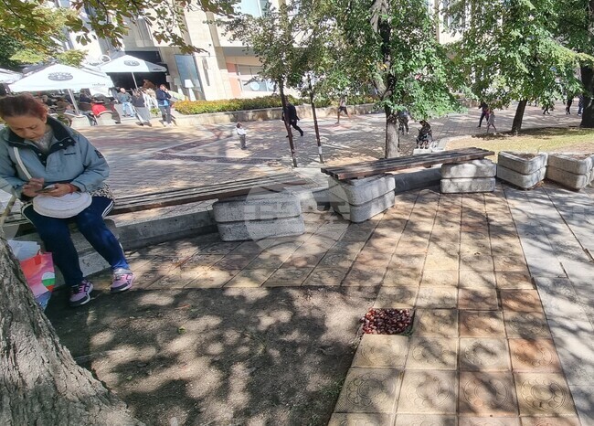 Шумен - липсваща плочка запълнена с кестени