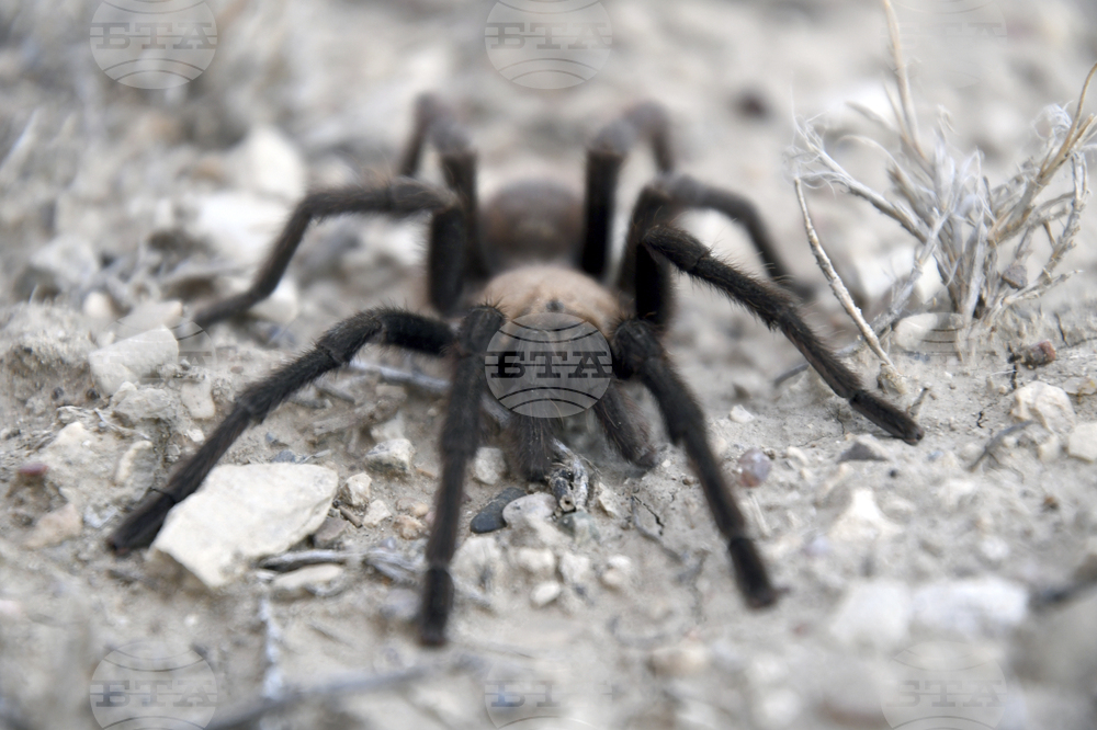 Жена забрави в германски влак 20 тарантули