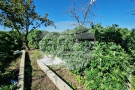 Село Винарско - наркотични вещества - оранжерия