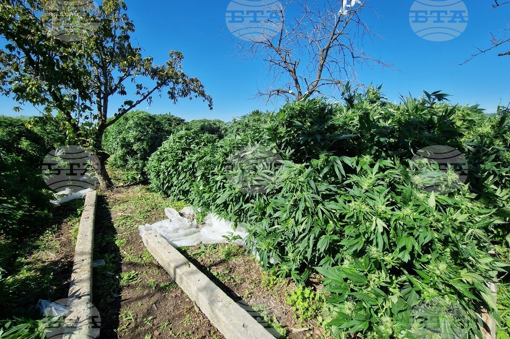 Село Винарско - наркотични вещества - оранжерия