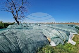 Село Винарско - наркотични вещества - оранжерия