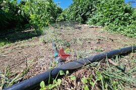 Село Винарско - наркотични вещества - оранжерия