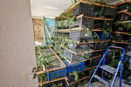 Село Винарско - наркотични вещества - оранжерия