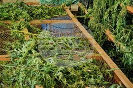 Село Винарско - наркотични вещества - оранжерия