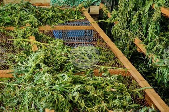 Six Arrested in Plovdiv and Sofia for International Drug Trafficking