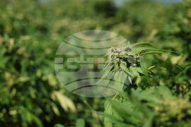 Село Винарско - наркотични вещества - оранжерия