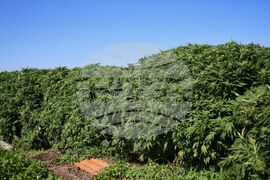 Село Винарско - наркотични вещества - оранжерия