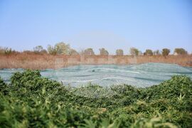 Село Винарско - наркотични вещества - оранжерия