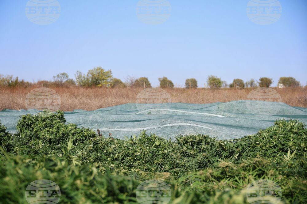 Село Винарско - наркотични вещества - оранжерия