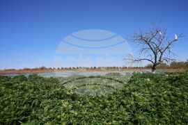 Село Винарско - наркотични вещества - оранжерия