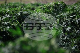 Село Винарско - наркотични вещества - оранжерия