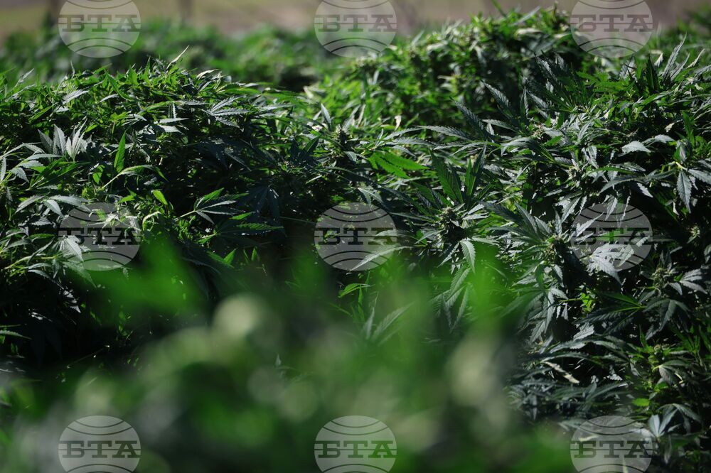 В Северна Македония са конфискувани около 40 тона марихуана, съобщават местни медии