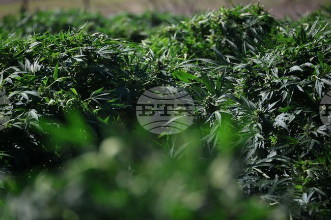 В Северна Македония са конфискувани около 40 тона марихуана, съобщават местни медии