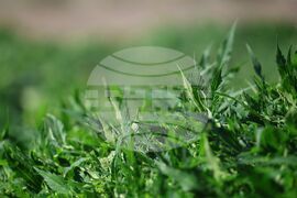 Село Винарско - наркотични вещества - оранжерия