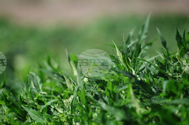 Мъж от Димитровград е задържан за нарколаборатория, открита в гардероб в дома му