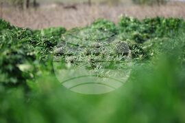 Село Винарско - наркотични вещества - оранжерия