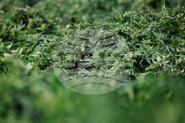 Село Винарско - наркотични вещества - оранжерия