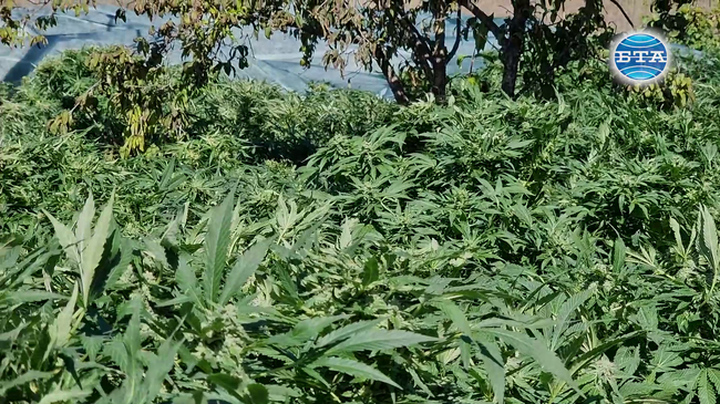 Канабис за над 7 млн. лв. откриха полицаи в с. Винарско, област Бургас