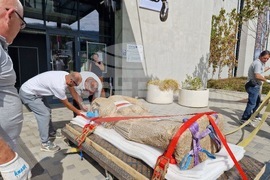 Петрич - Исторически музей - мраморна статуя