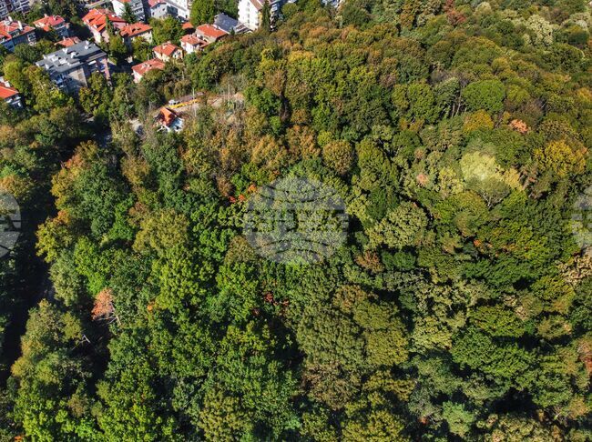 Държавно горско стопанство - Габрово ще извършва санитарна сеч в местността Градище 