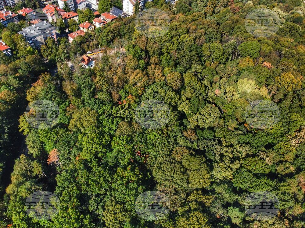 Есен - дървета - багри