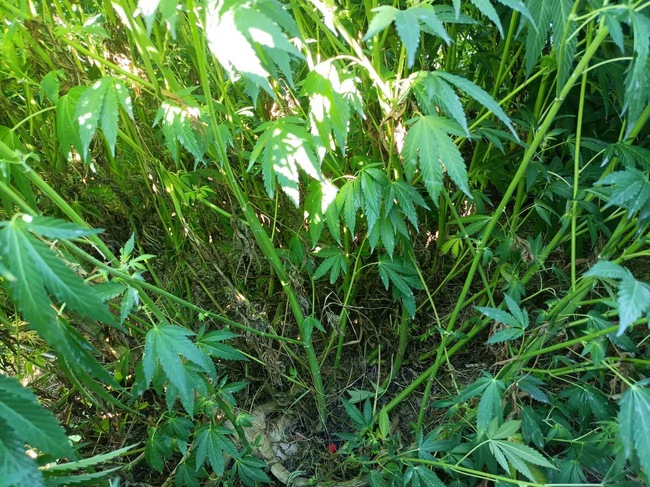 Полицаи окосиха близо 18 килограма марихуана в смолянско село