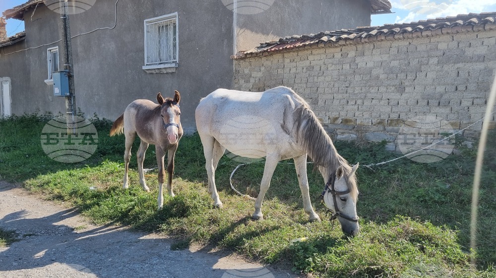 Мерки за предотвратяване на пътни произшествия със селскостопански животни в област Търговище са обсъждани от епизоотичната комисия 