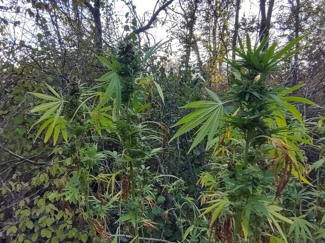 МВР: Специализирани операции срещу наркоразпространението на териториите на Благоевград, Ловеч и Габрово