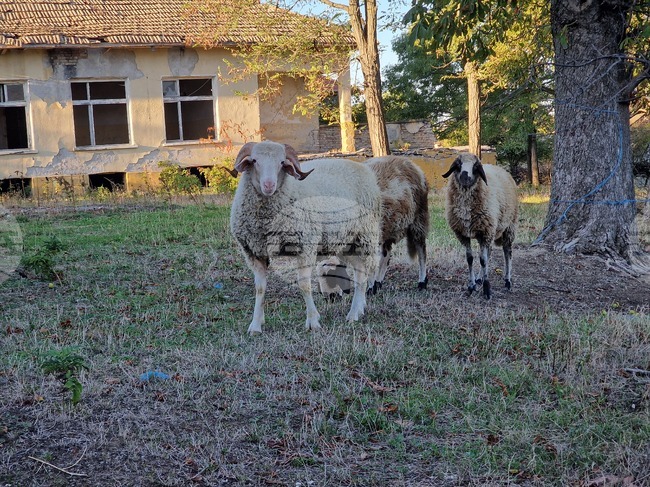ХИНА: Общо 109 проби от мъртви домашни животни са положителни за антракс досега В Хърватия
