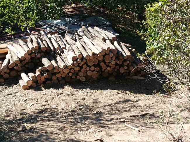 Дейността в три сечища в Пловдивско е била спряна след проверка на Изпълнителната агенция по горите и регионалните горски структури
