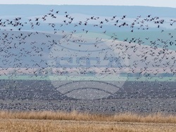 Снимка: Българското дружество за защита на птиците -  За 47-ма поредна година броим зимуващите водолюбиви птици в България