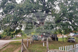 Село Величка - вековни дървета