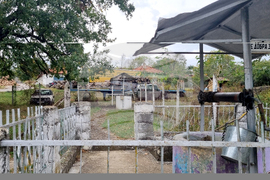 Село Величка - вековни дървета