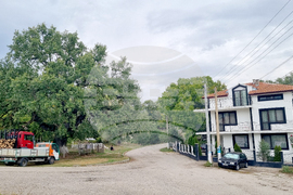 Село Величка - вековни дървета