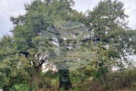 Село Величка - вековни дървета